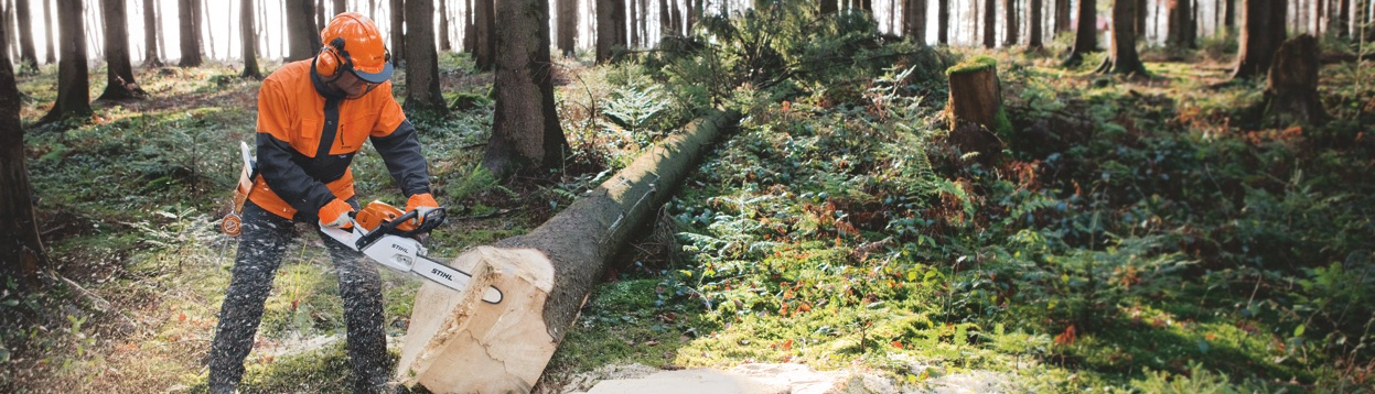 Bild zeigt Forstarbeiter im Wald