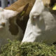 Bild zeigt Rindvieh beim fressen von Raufutter