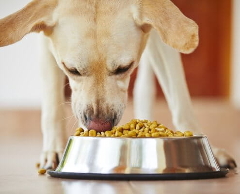 Bild zeigt Hund beim fressen