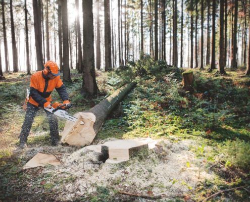 Bild zeigt Forstarbeiter im Wald
